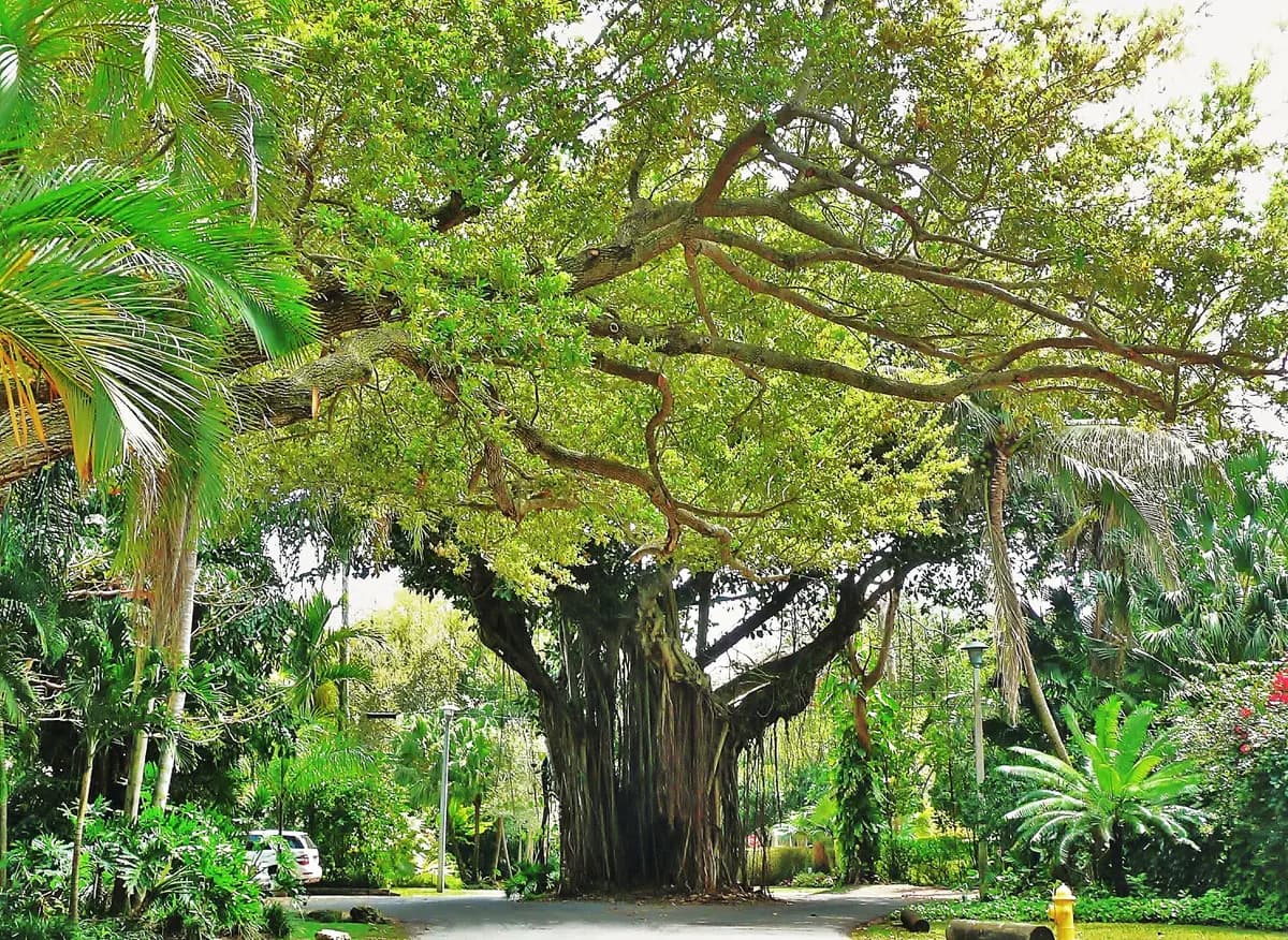 Mature banyan trees along a Coconut Grove street